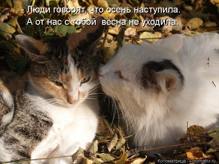 - Люди говорят, что осень наступила. А от нас с тобой весна не уходила.... Котоматрица: - Люди говорят, что осень наступила. А от нас с тобой весна не уходила.