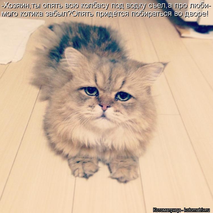 -Хозяин,ты опять всю колбасу под водку съел,а про люби- мого котика забыл?Опять придётся побираться в... Котоматрица: -Хозяин,ты опять всю колбасу под водку съел,а про люби- мого котика забыл?Опять придётся побираться во дворе!
