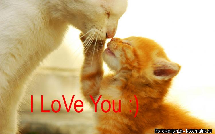 I LoVe You :) I LoVe You :)... Котоматрица: I LoVe You :) I LoVe You :)