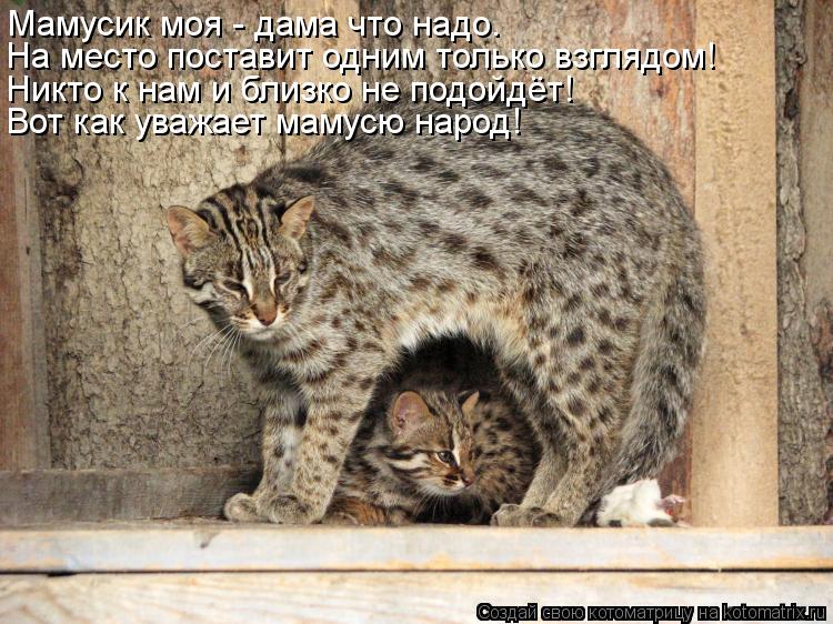 Мамусик моя - дама что надо. На место поставит одним только взглядом! Никто к нам и близко не подойдё... Котоматрица: Мамусик моя - дама что надо. На место поставит одним только взглядом! Никто к нам и близко не подойдёт! Вот как уважает мамусю народ!