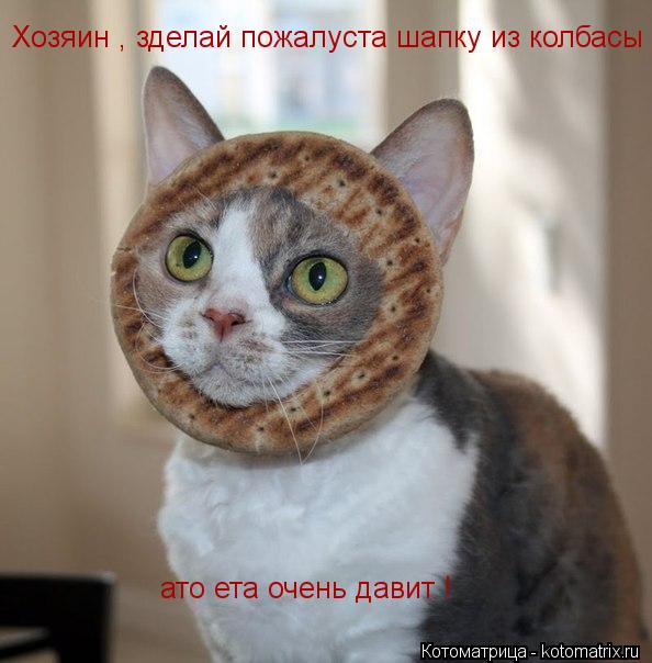 Хозяин , зделай пожалуста шапку из колбасы ато ета очень давит !... Котоматрица: Хозяин , зделай пожалуста шапку из колбасы ато ета очень давит !