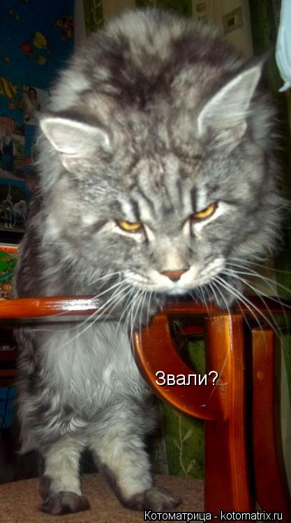 Звали?... Котоматрица: Звали?