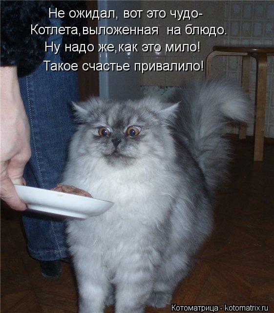 Не ожидал, вот это чудо- Котлета,выложенная на блюдо. Ну надо же,как это мило! Такое счастье привали... Котоматрица: Не ожидал, вот это чудо- Котлета,выложенная на блюдо. Ну надо же,как это мило! Такое счастье привалило!