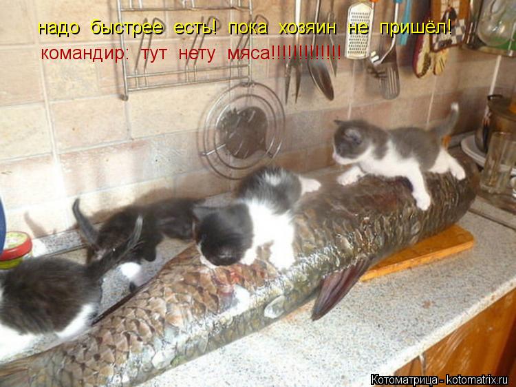 надо быстрее есть! пока хозяин не пришёл! командир: тут нету мяса!!!!!!!!!!!!!... Котоматрица: надо быстрее есть! пока хозяин не пришёл! командир: тут нету мяса!!!!!!!!!!!!!
