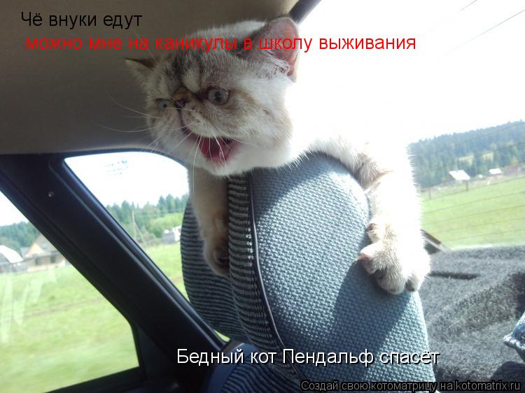 Чё внуки едут можно мне на каникулы в школу выживания Бедный кот Пендальф спасёт... Котоматрица: Чё внуки едут можно мне на каникулы в школу выживания Бедный кот Пендальф спасёт
