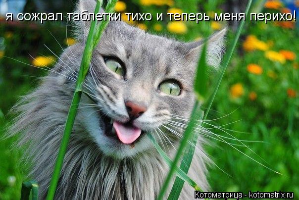 я сожрал таблетки тихо и теперь меня перихо!... Котоматрица: я сожрал таблетки тихо и теперь меня перихо!