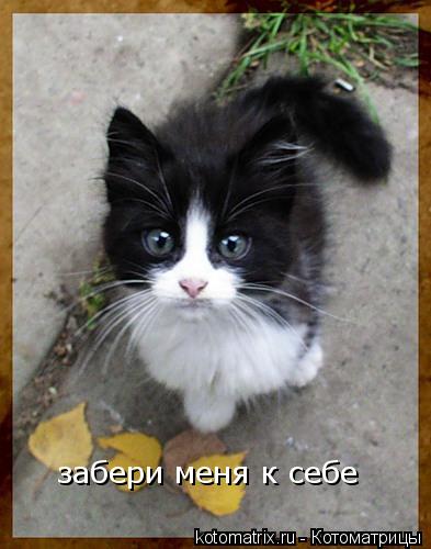 Котоматрица: забери меня к себе
