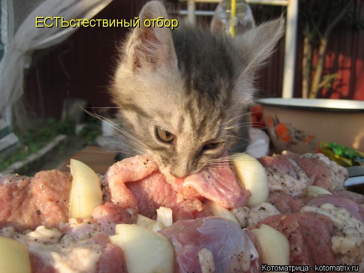 Котоматрица: ЕСТЬстествиный отбор