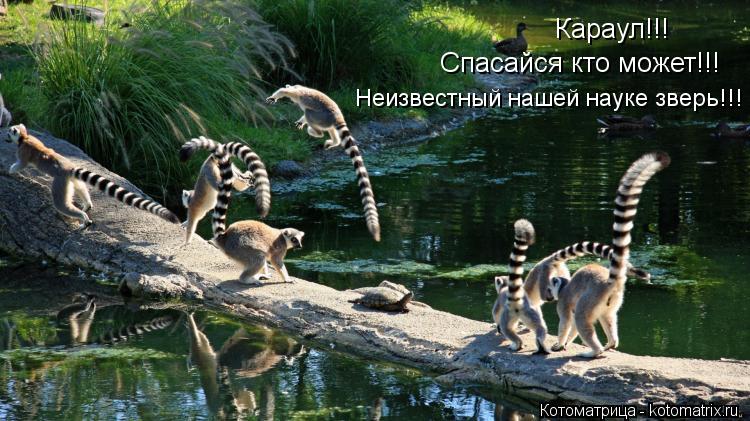 Караул!!! Спасайся кто может!!! Неизвестный нашей науке зверь!!!... Котоматрица: Караул!!! Спасайся кто может!!! Неизвестный нашей науке зверь!!!