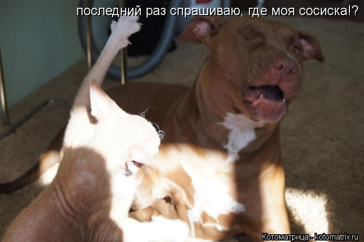 Котоматрица: последний раз спрашиваю, где моя сосиска!?