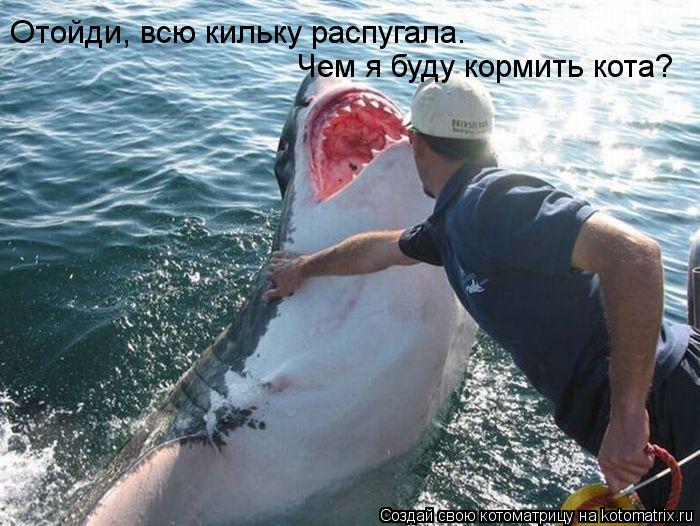Котоматрица: Отойди, всю кильку распугала. Чем я буду кормить кота?