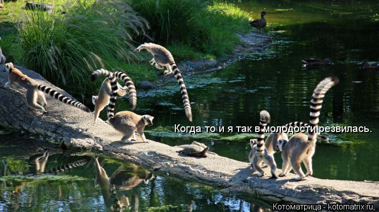 Когда то и я так в молодости резвилась.... Котоматрица: Когда то и я так в молодости резвилась.