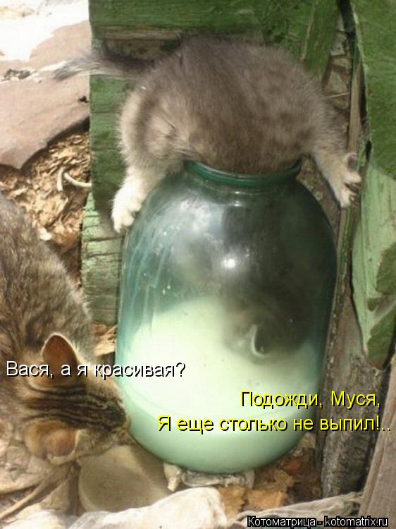 Вася, а я красивая? Подожди, Муся, Я еще столько не выпил!..... Котоматрица: Вася, а я красивая? Подожди, Муся, Я еще столько не выпил!..