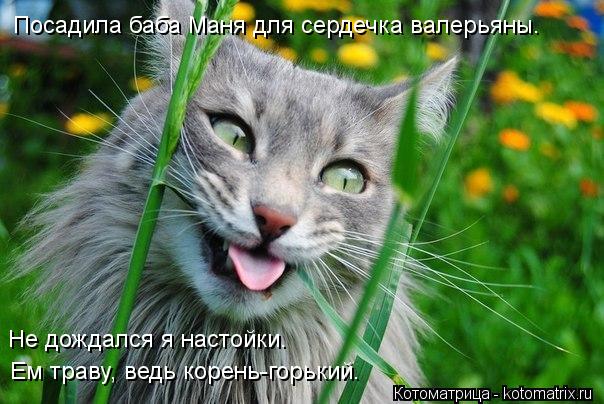 Котоматрица: Не дождался я настойки. Ем траву, ведь корень-горький. Посадила баба Маня для сердечка валерьяны.