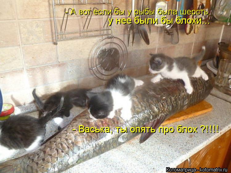 - А вот если бы у рыбы была шерсть, у нее были бы блохи... - Васька, ты опять про блох ?!!!!... Котоматрица: - А вот если бы у рыбы была шерсть, у нее были бы блохи... - Васька, ты опять про блох ?!!!!