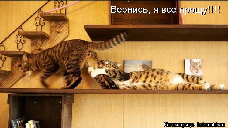 Вернись, я все прощу!!!!... Котоматрица: Вернись, я все прощу!!!!