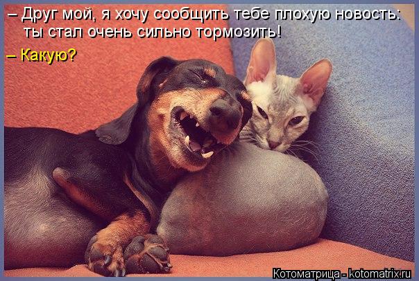Котоматрица: – Друг мой, я хочу сообщить тебе плохую новость:  ты стал очень сильно тормозить! – Какую?