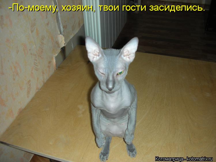 Котоматрица: -По-моему, хозяин, твои гости засиделись.