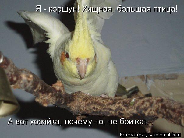 Я - коршун! Хищная, большая птица! А вот хозяйка, почему-то, не боится...... Котоматрица: Я - коршун! Хищная, большая птица! А вот хозяйка, почему-то, не боится...