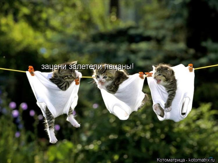 зацени залетели пацаны!... Котоматрица: зацени залетели пацаны!