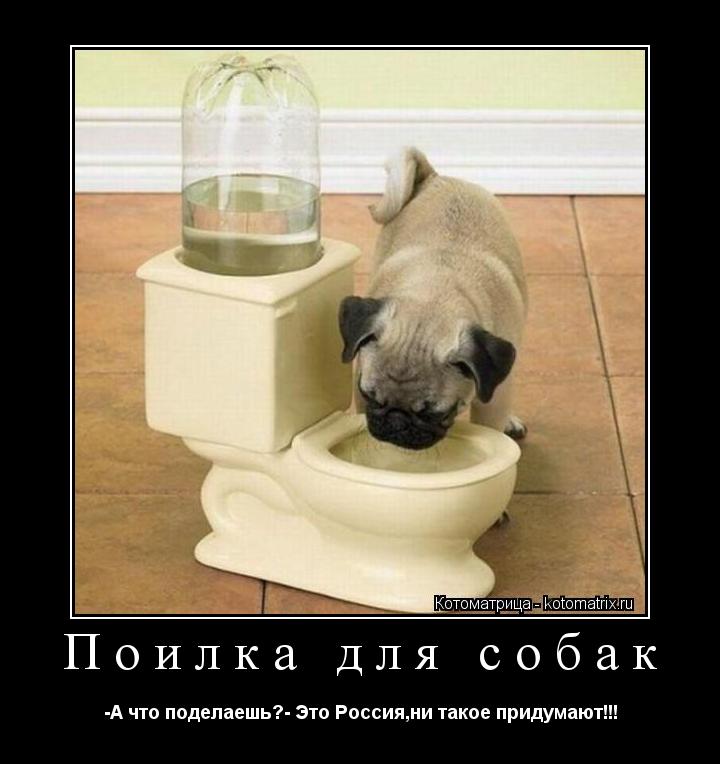 Поилка для собак -А что поделаешь?- Это Россия,ни такое придумают!!!... Котоматрица: Поилка для собак -А что поделаешь?- Это Россия,ни такое придумают!!!