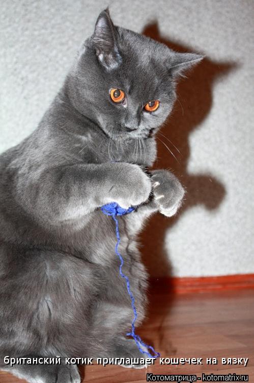 британский котик приглашает кошечек на вязку... Котоматрица: британский котик приглашает кошечек на вязку