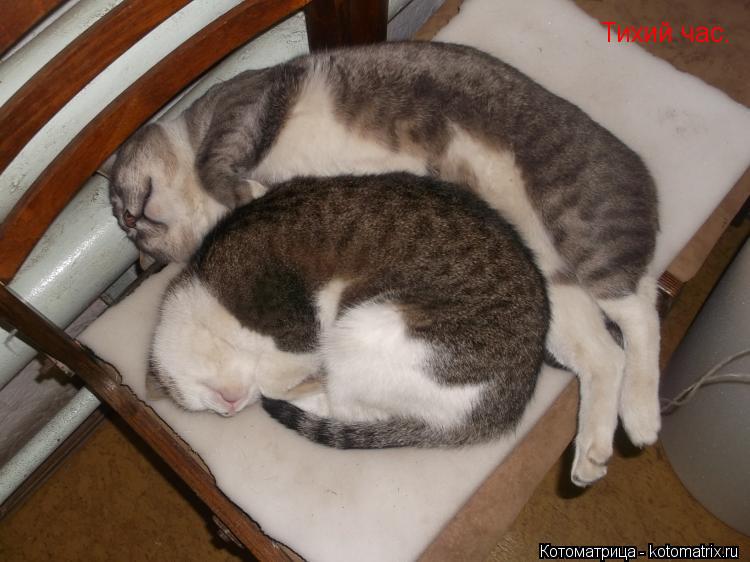 Тихий час.... Котоматрица: Тихий час.