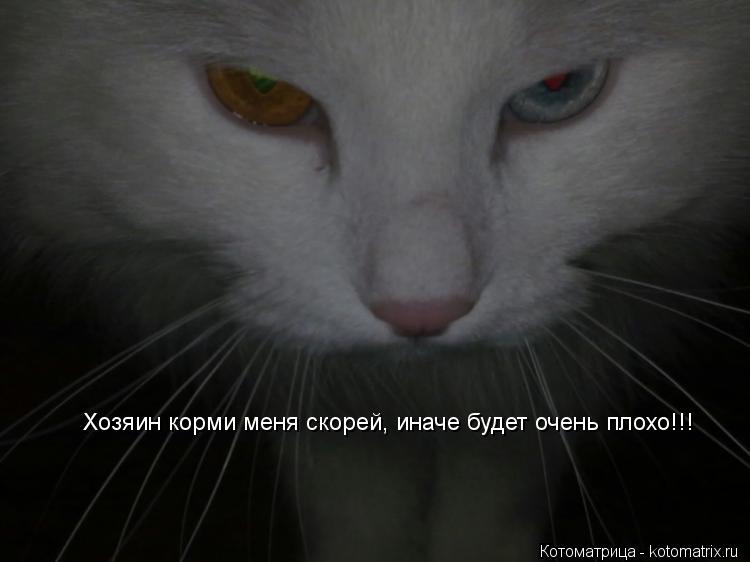 Хозяин корми меня скорей, иначе будет очень плохо!!!... Котоматрица: Хозяин корми меня скорей, иначе будет очень плохо!!!
