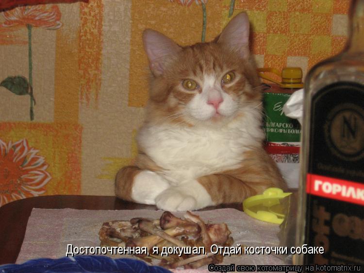Достопочтенная, я докушал. Отдай косточки собаке... Котоматрица: Достопочтенная, я докушал. Отдай косточки собаке