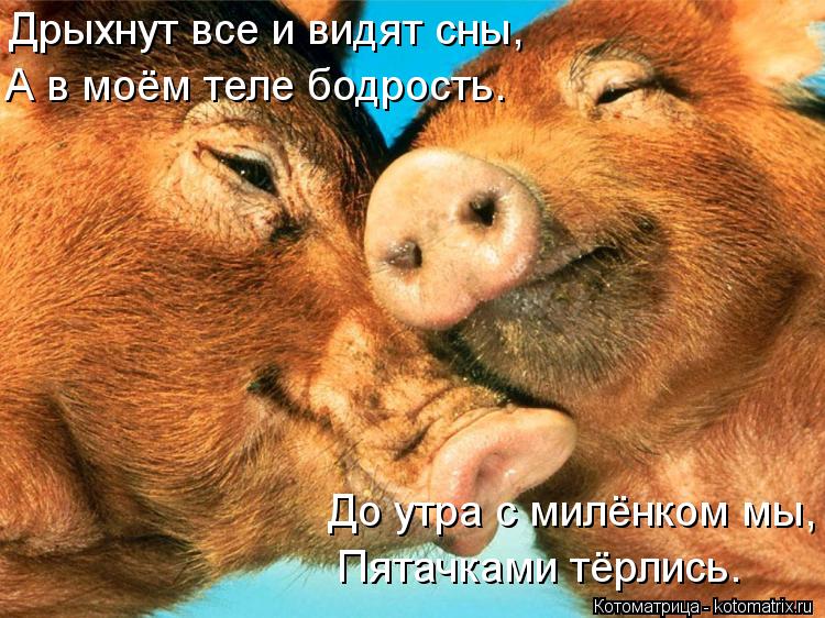 Дрыхнут все и видят сны, А в моём теле бодрость. До утра с милёнком мы, Пятачками тёрлись.... Котоматрица: Дрыхнут все и видят сны, А в моём теле бодрость. До утра с милёнком мы, Пятачками тёрлись.