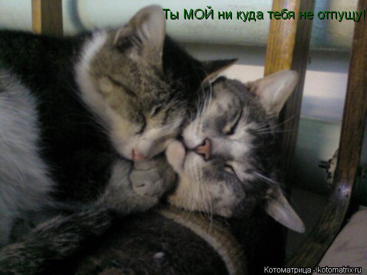 Ты МОЙ ни куда тебя не отпущу!... Котоматрица: Ты МОЙ ни куда тебя не отпущу!