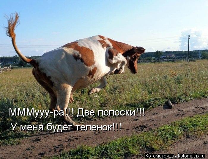 МММууу-ра!!! Две полоски!!! У меня будет теленок!!!... Котоматрица: МММууу-ра!!! Две полоски!!! У меня будет теленок!!!
