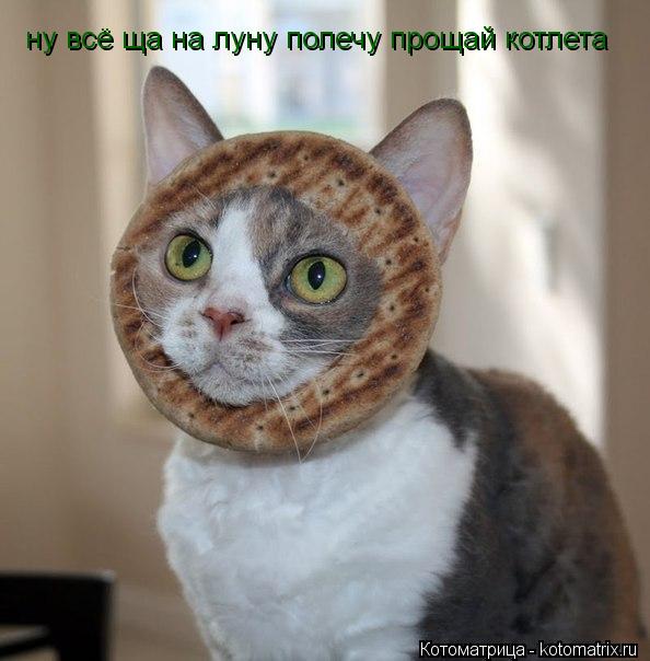 ну всё ща на луну полечу прощай котлета... Котоматрица: ну всё ща на луну полечу прощай котлета