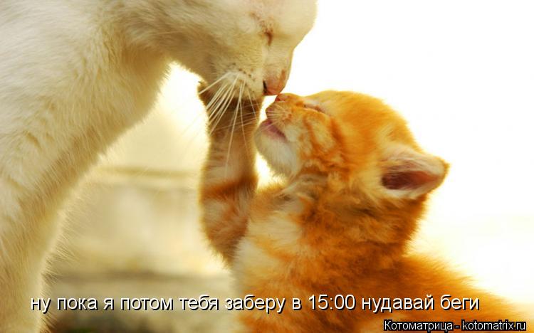 Котоматрица: ну пока я потом тебя заберу в 15:00 нудавай беги