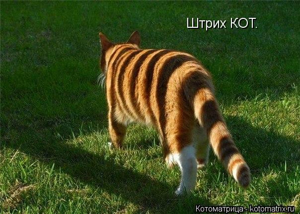 Штрих КОТ.... Котоматрица: Штрих КОТ.