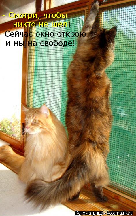 - Смотри, чтобы никто не шел! Сейчас окно открою и мы на свободе!... Котоматрица: - Смотри, чтобы никто не шел! Сейчас окно открою и мы на свободе!