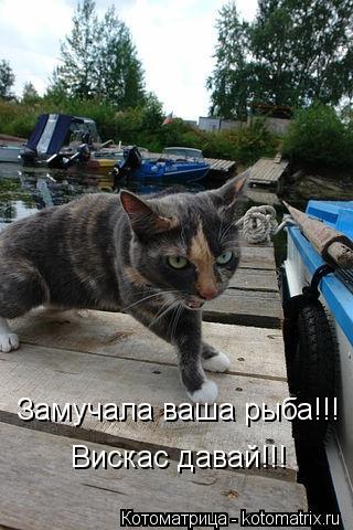 Замучала ваша рыба!!! Вискас давай!!!... Котоматрица: Замучала ваша рыба!!! Вискас давай!!!