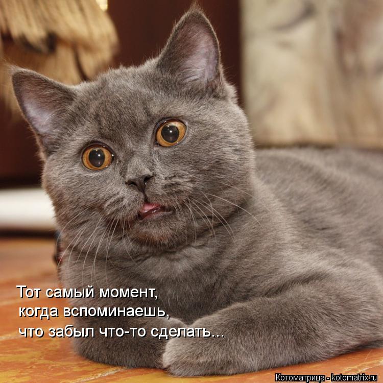 Тот самый момент, когда вспоминаешь, что забыл что-то сделать...... Котоматрица: Тот самый момент, когда вспоминаешь, что забыл что-то сделать...