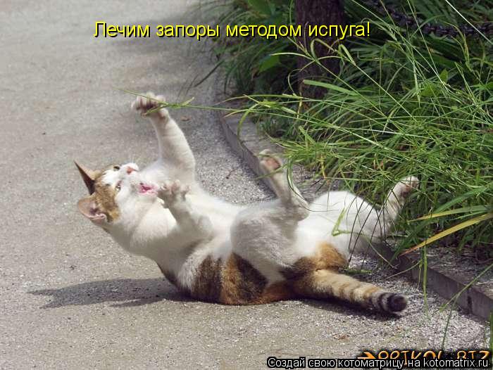 Лечим запоры методом испуга!... Котоматрица: Лечим запоры методом испуга!
