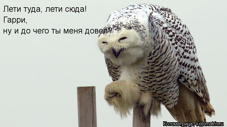 Котоматрица: Лети туда, лети сюда! Гарри,  ну и до чего ты меня довел?