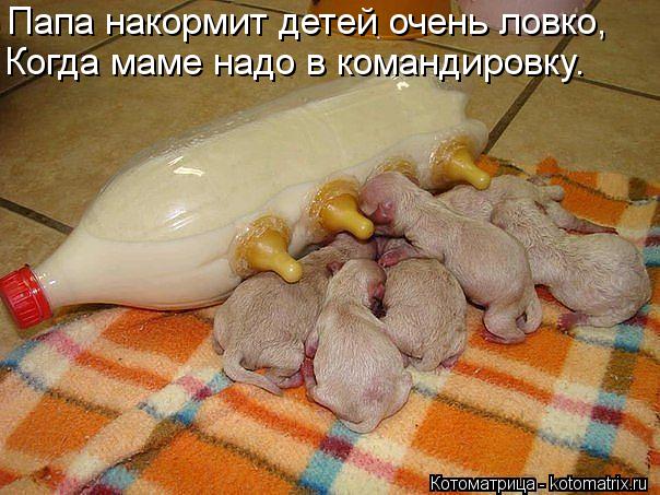 Папа накормит детей очень ловко, Когда маме надо в командировку.... Котоматрица: Папа накормит детей очень ловко, Когда маме надо в командировку.