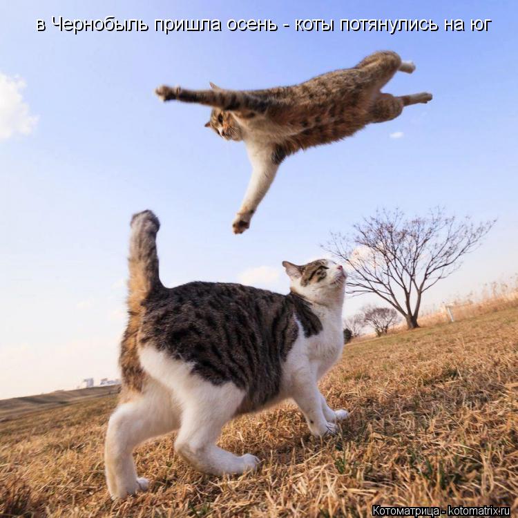 в Чернобыль пришла осень - коты потянулись на юг... Котоматрица: в Чернобыль пришла осень - коты потянулись на юг