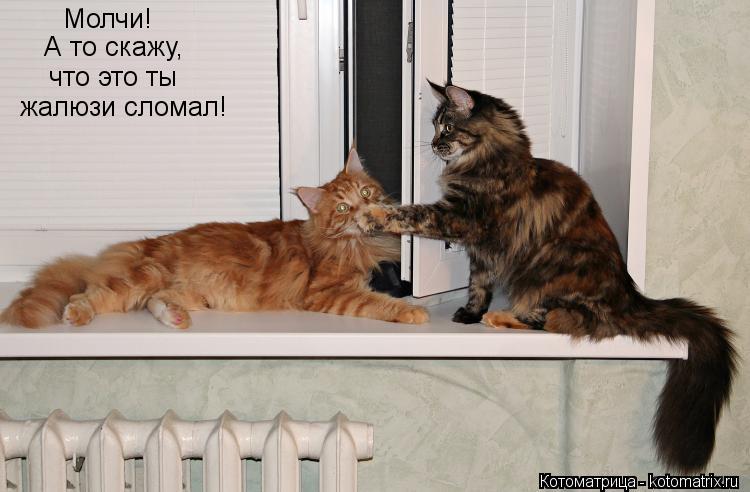 Молчи! А то скажу, что это ты жалюзи сломал!... Котоматрица: Молчи! А то скажу, что это ты жалюзи сломал!