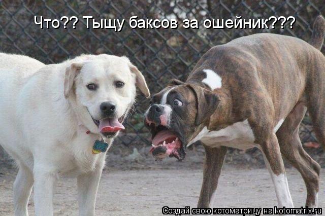 Котоматрица: Что?? Тыщу баксов за ошейник???