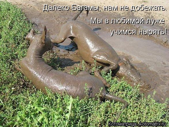 Далеко Багамы, нам не добежать. учимся нырять! Мы в любимой луже... Котоматрица: Далеко Багамы, нам не добежать. учимся нырять! Мы в любимой луже