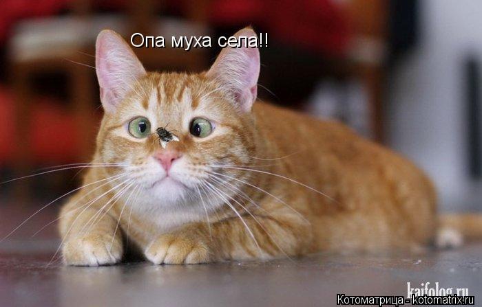Опа муха села!!... Котоматрица: Опа муха села!!