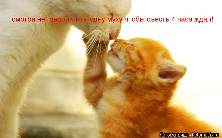 смотри не говори что я одну муху чтобы съесть 4 часа ждал!... Котоматрица: смотри не говори что я одну муху чтобы съесть 4 часа ждал!