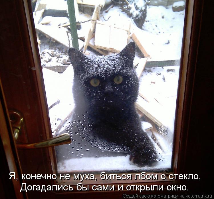 Догадались бы сами и открыли окно. Я, конечно не муха, биться лбом о стекло.... Котоматрица: Догадались бы сами и открыли окно. Я, конечно не муха, биться лбом о стекло.