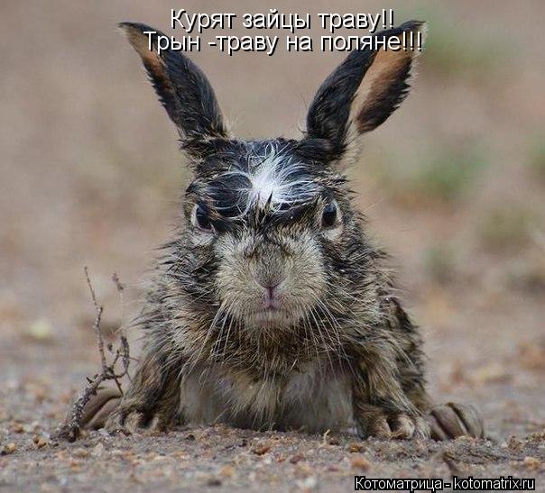 Курят зайцы траву!! Трын -траву на поляне!!!... Котоматрица: Курят зайцы траву!! Трын -траву на поляне!!!