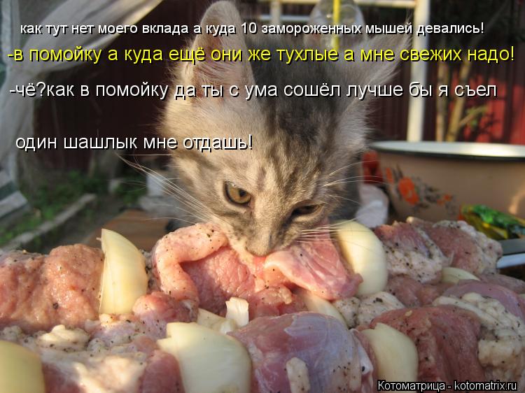 как тут нет моего вклада а куда 10 замороженных мышей девались! -в помойку а куда ещё они же тухлые а... Котоматрица: как тут нет моего вклада а куда 10 замороженных мышей девались! -в помойку а куда ещё они же тухлые а мне свежих надо! -чё?как в помойку да ты с